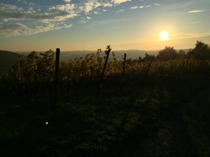 Weinberge bei Thüngersheim