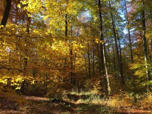 Steigerwald Wanderung