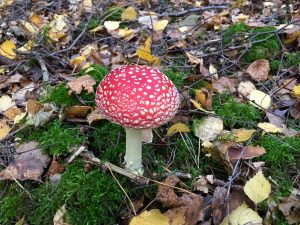 Fliegenpilz Gramschatzer Wald