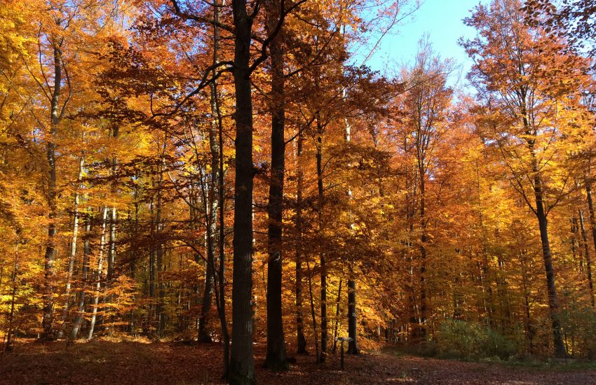 Herbstliche Steigerwald-Wanderung