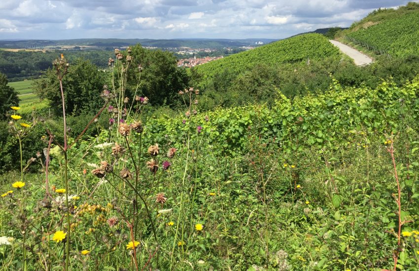 Spaziergang in den Weinbergen von Thüngersheim