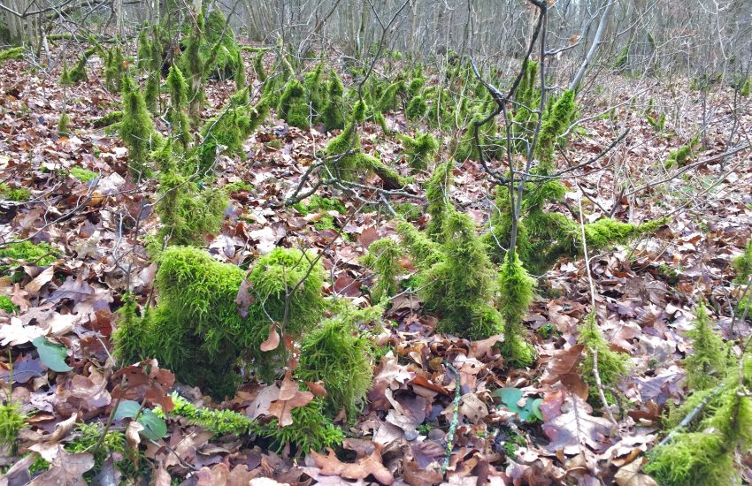 Moos Mainwanderweg