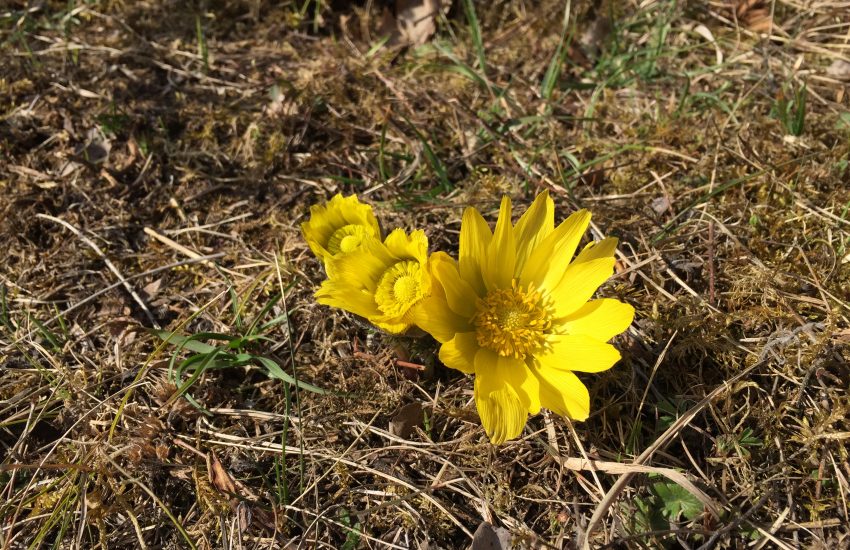 Adonisröschen Rammersberg