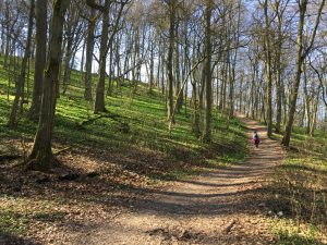 Bärlauch im Wald