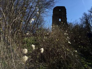 Ruine Speckfeld