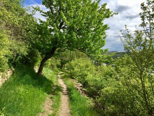 Panoramahöhenweg Sommerhausen