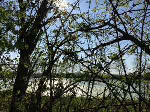 Weiher bei Opferbaum