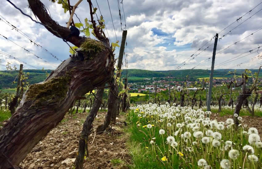 Himmelstadter Weinberge