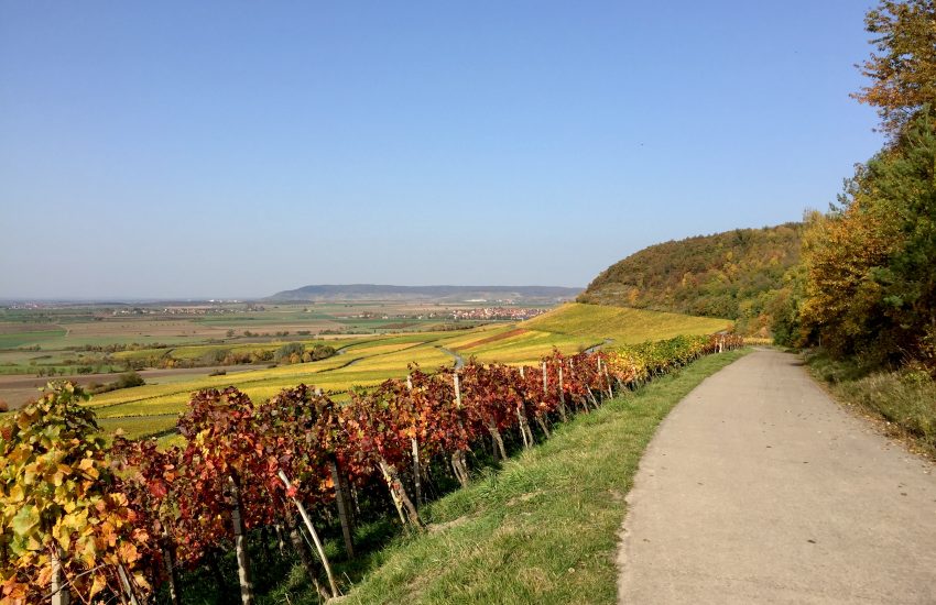 Weinberge Seinsheim