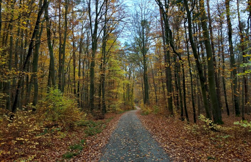 Gramschatzer Wald