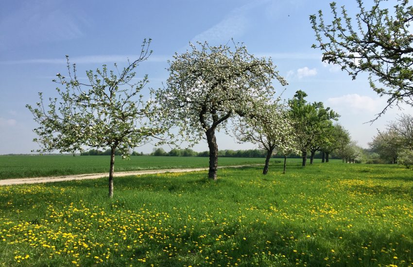 Blühende Obstbäume