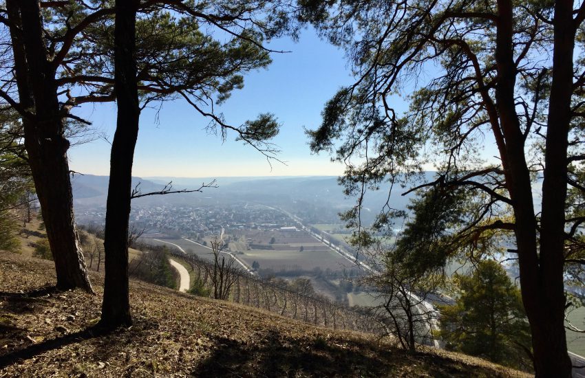 Blick auf Thüngersheim