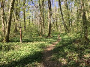 Verwunschener Waldpfad