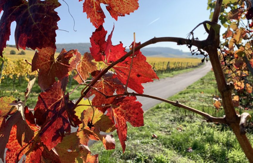 Weinberge Thüngersheim