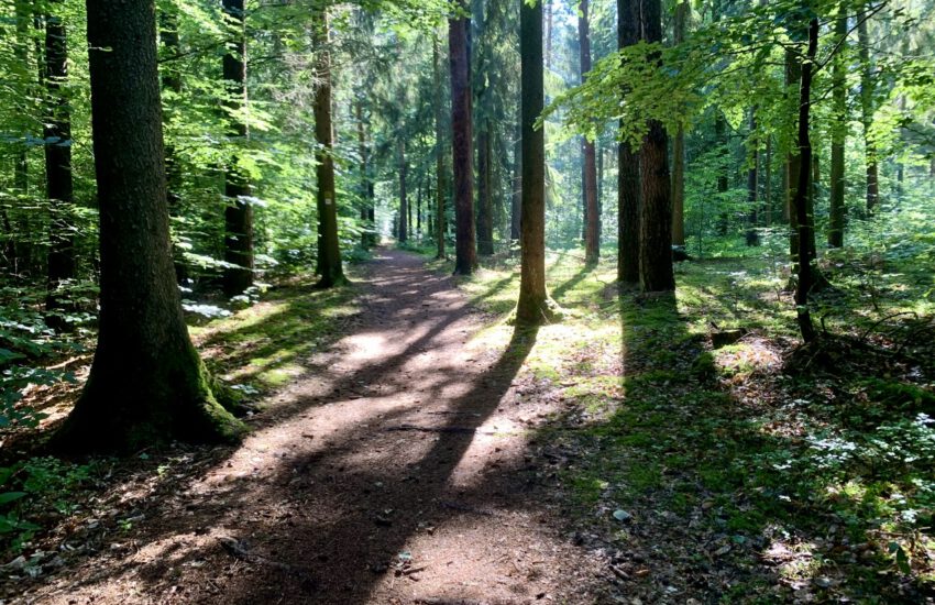 TraumRunde Geiselwind