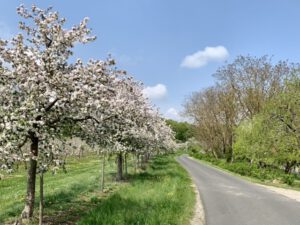 Obstbäume Halsbach